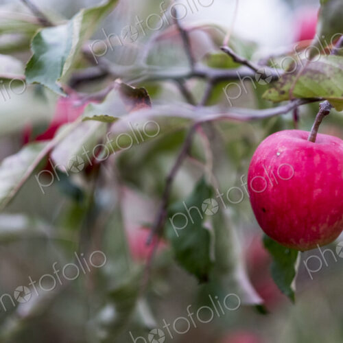 Apple trees in an organic orchard garden in autumn, red fruits ready for picking on…