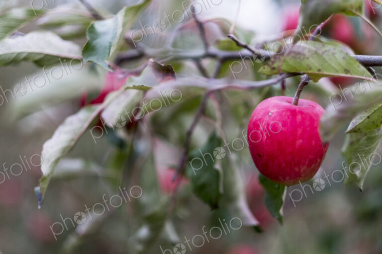 Apple trees in an organic orchard garden in autumn, red fruits ready for picking on…