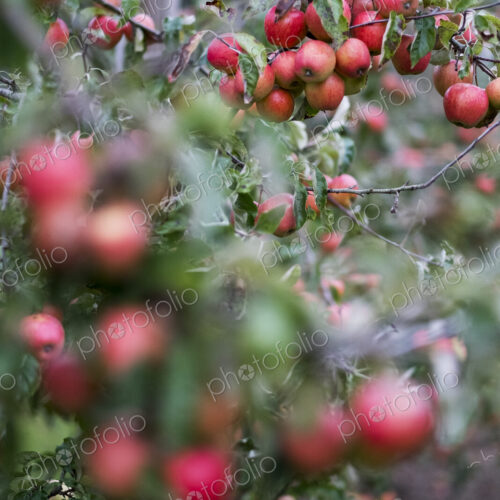 Apple trees in an organic orchard garden in autumn, red fruits ready for picking on…