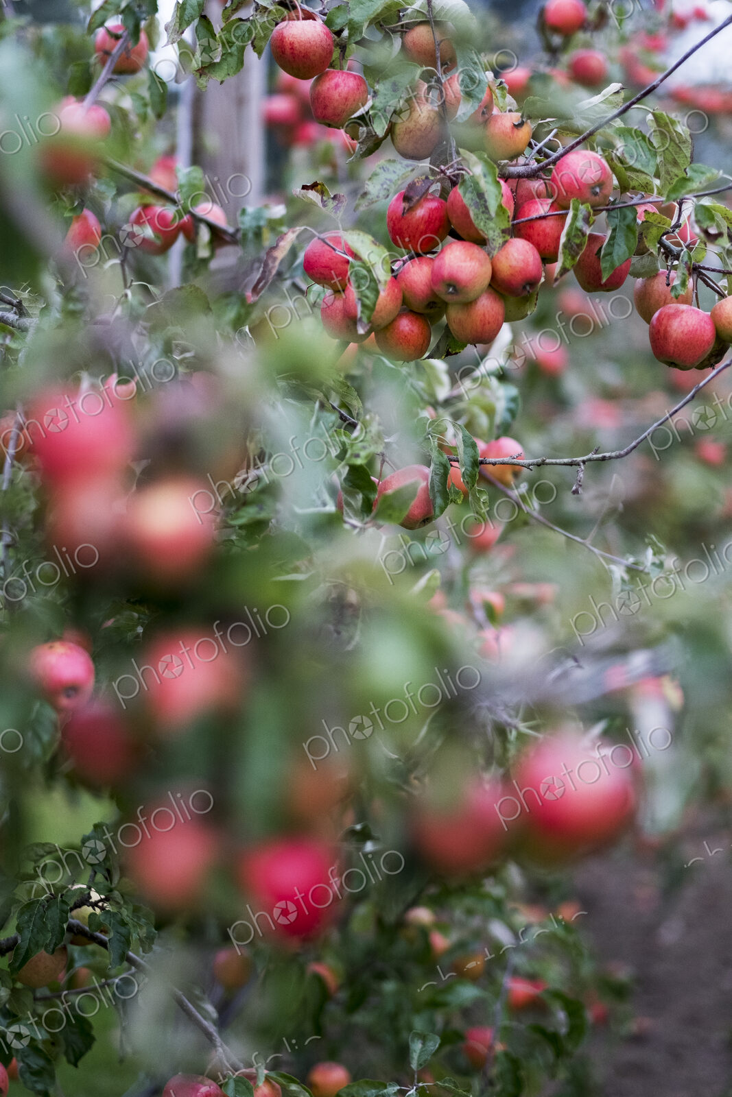 Apple trees in an organic orchard garden in autumn, red fruits ready for picking on…