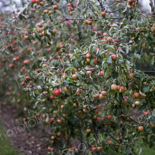 Apple trees in an organic orchard garden in autumn, red fruits ready for picking on…