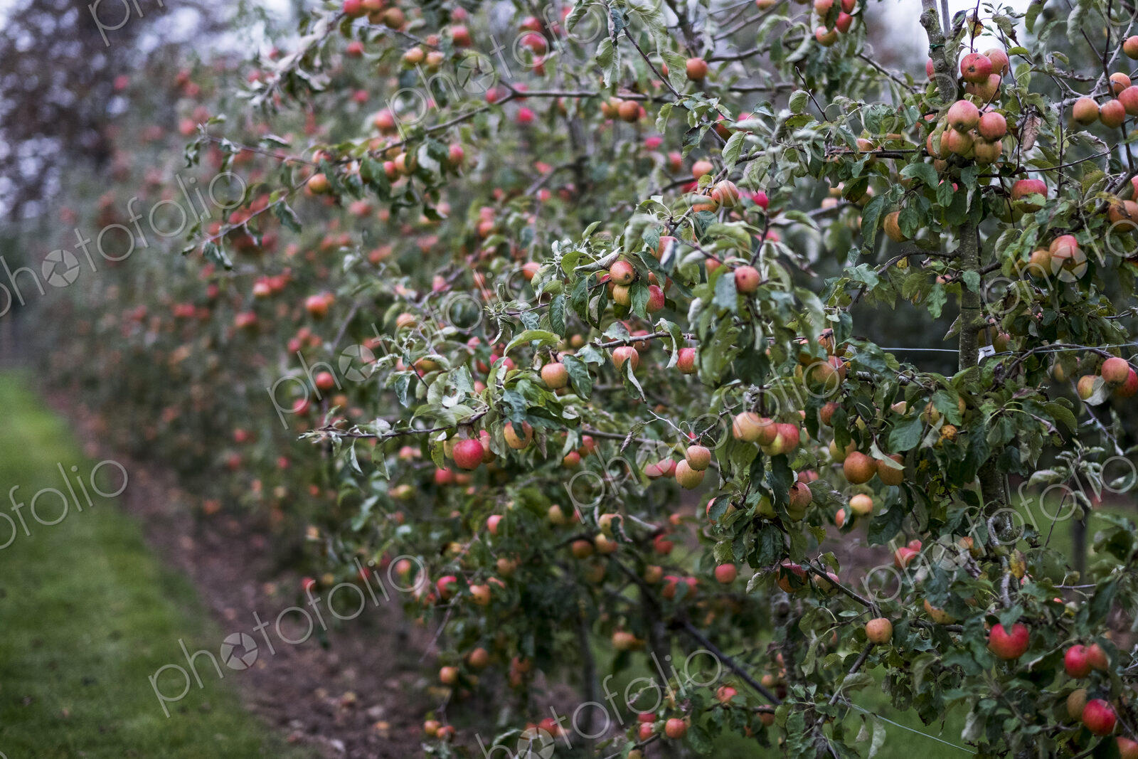 Apple trees in an organic orchard garden in autumn, red fruits ready for picking on…