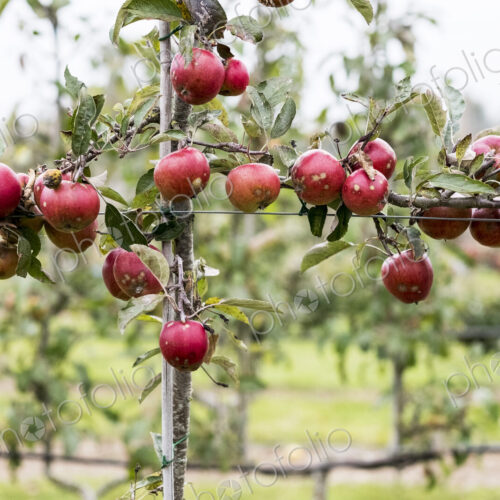 Apple trees in an organic orchard garden in autumn, red fruits ready for picking on…
