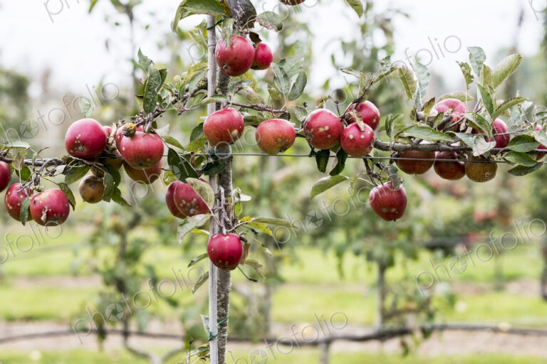 Apple trees in an organic orchard garden in autumn, red fruits ready for picking on…