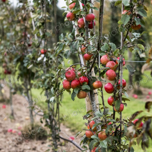 Apple trees in an organic orchard garden in autumn, red fruits ready for picking on…
