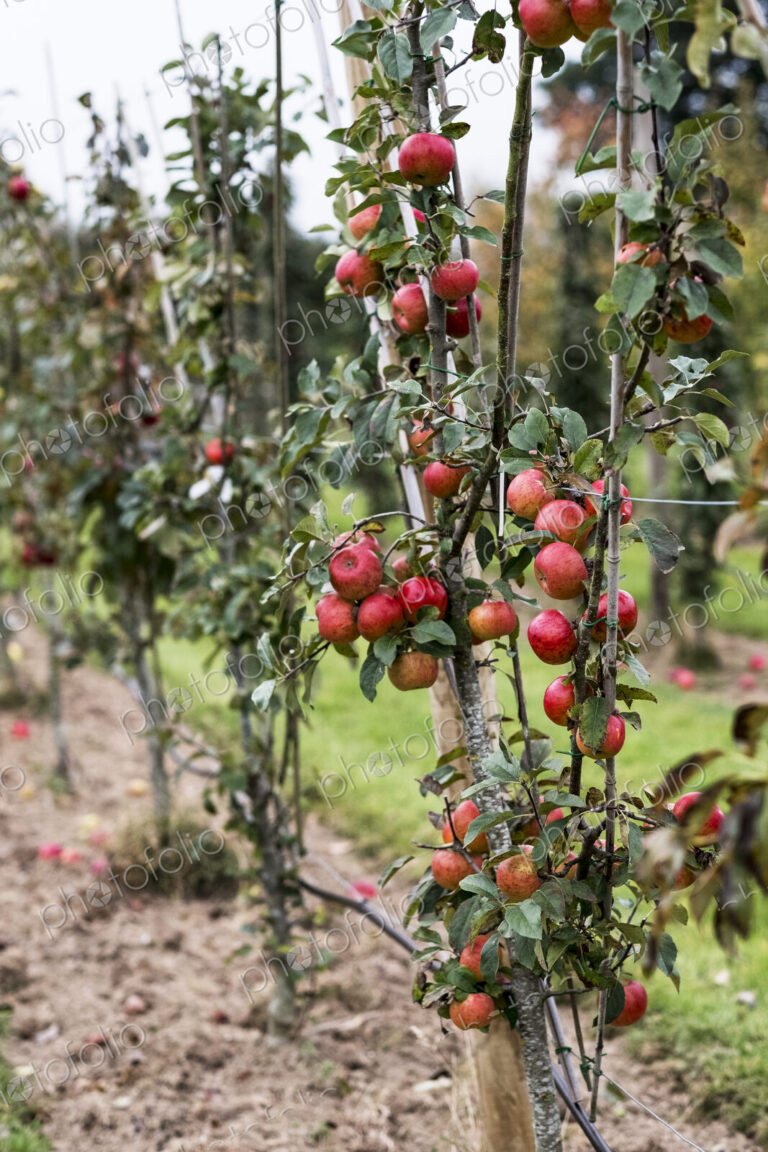Apple trees in an organic orchard garden in autumn, red fruits ready for picking on…