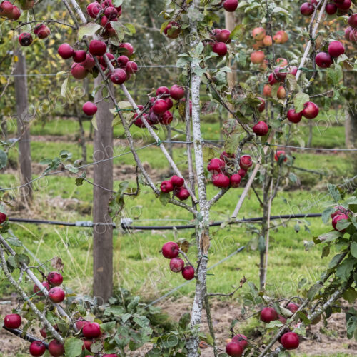 Apple trees in an organic orchard garden in autumn, red fruits ready for picking on…