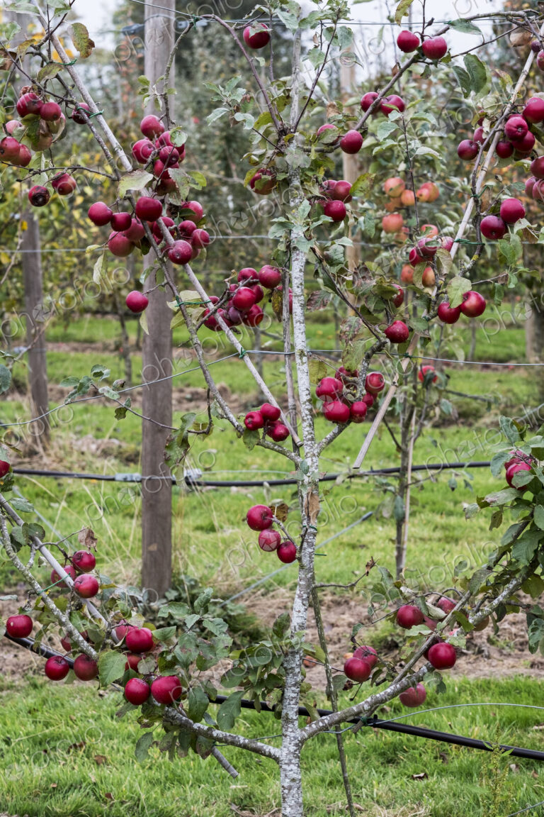 Apple trees in an organic orchard garden in autumn, red fruits ready for picking on…
