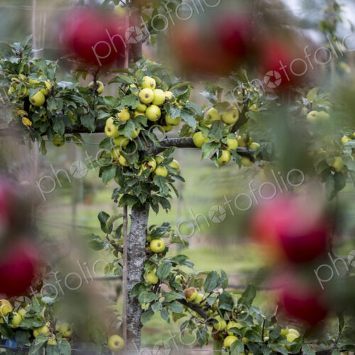 Apple trees in an organic orchard garden in autumn, red fruits ready for picking on…