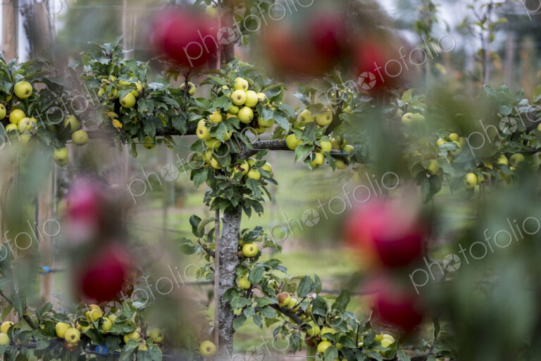 Apple trees in an organic orchard garden in autumn, red fruits ready for picking on…