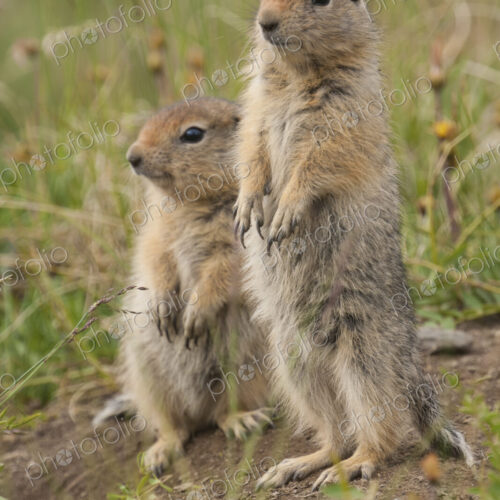 Arctic ground squirrels, Arctic National Wildlife Refuge, Alaska