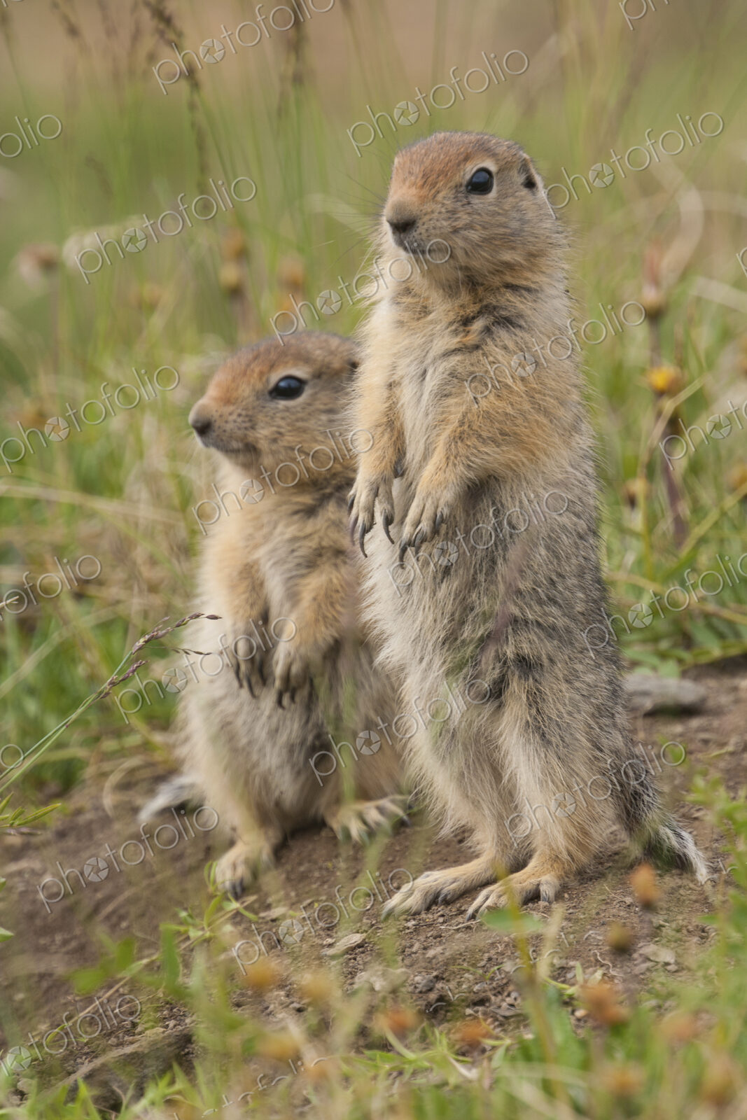 Arctic ground squirrels, Arctic National Wildlife Refuge, Alaska