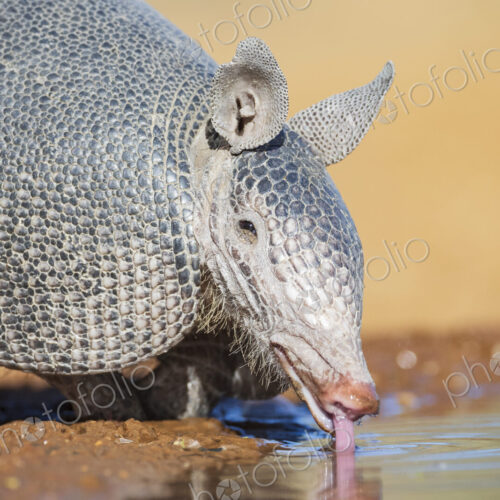 Armadillo Drinking at a Waterhole