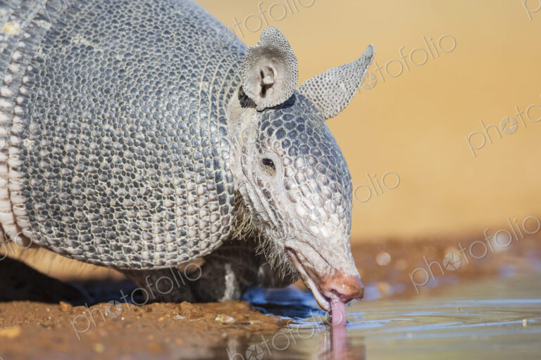 Armadillo Drinking at a Waterhole