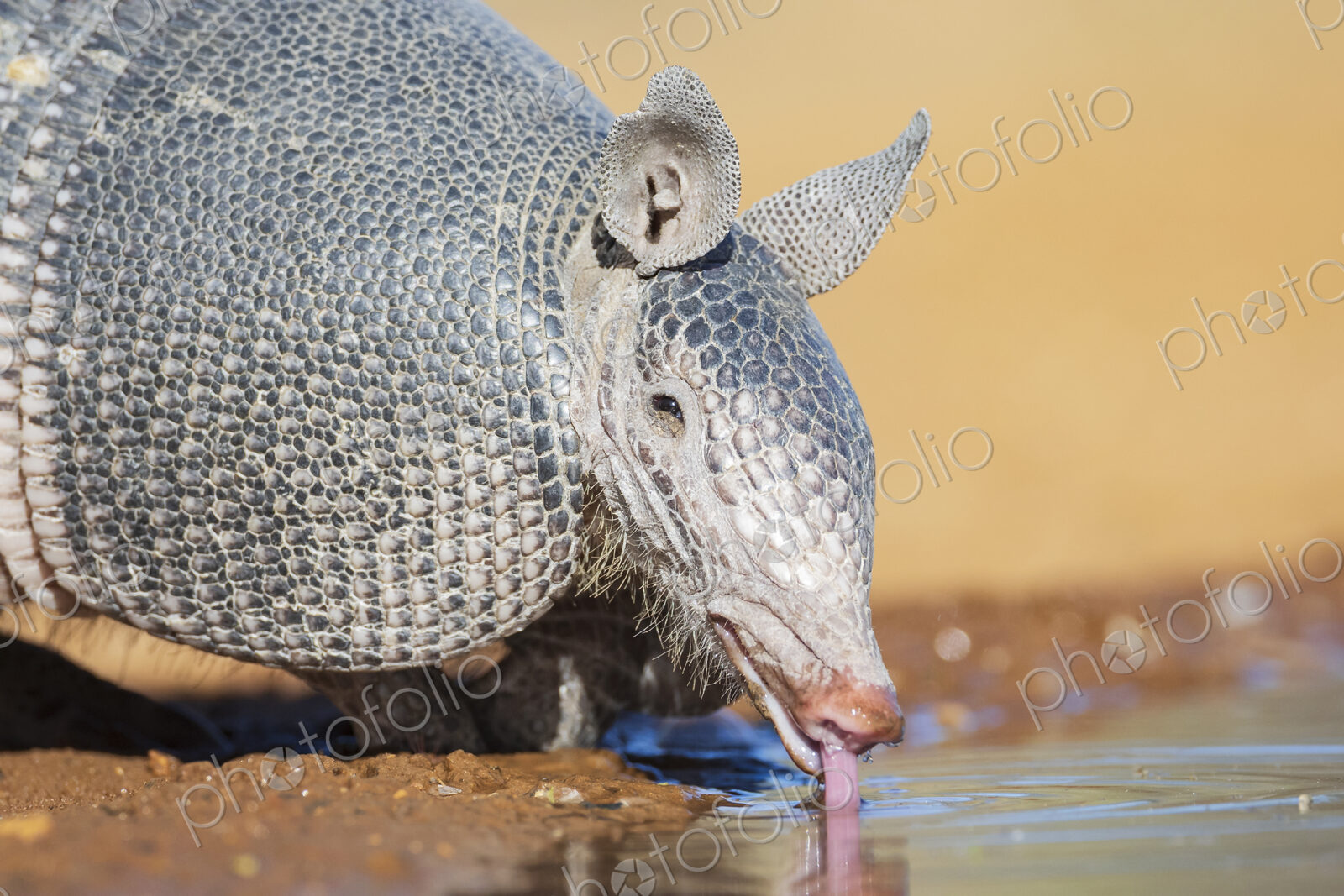Armadillo Drinking at a Waterhole