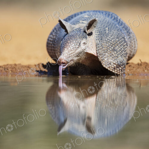 Armadillo Drinking at a Waterhole Armadillo Drinking at a Waterhole