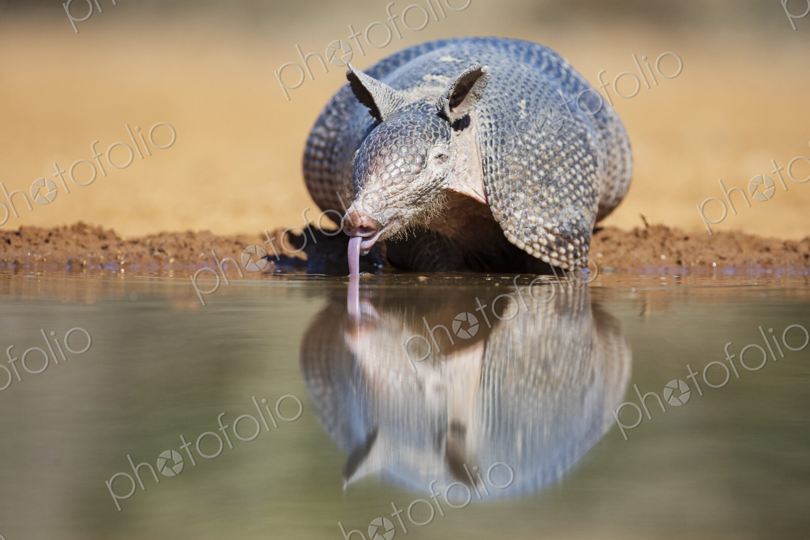 Armadillo Drinking at a Waterhole