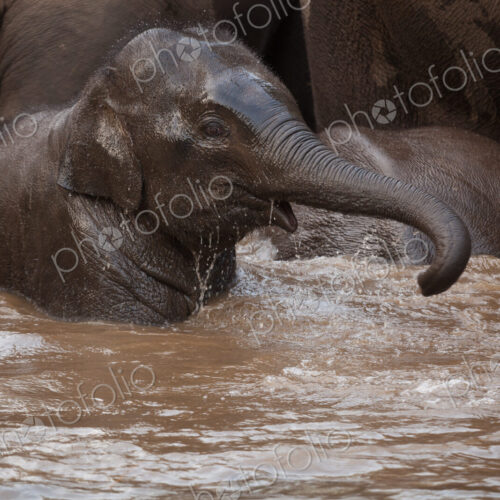 Asian elephants, Bandhavgarh National Park, India