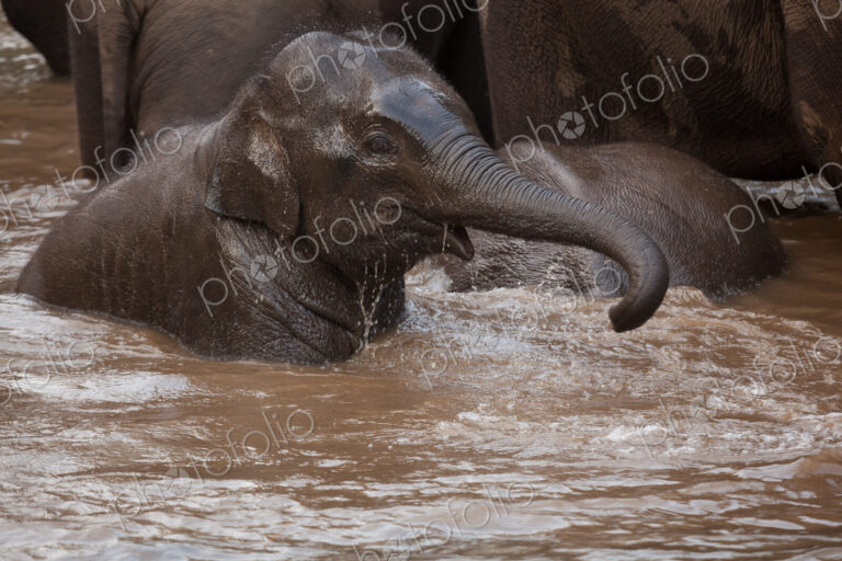 Asian elephants, Bandhavgarh National Park, India