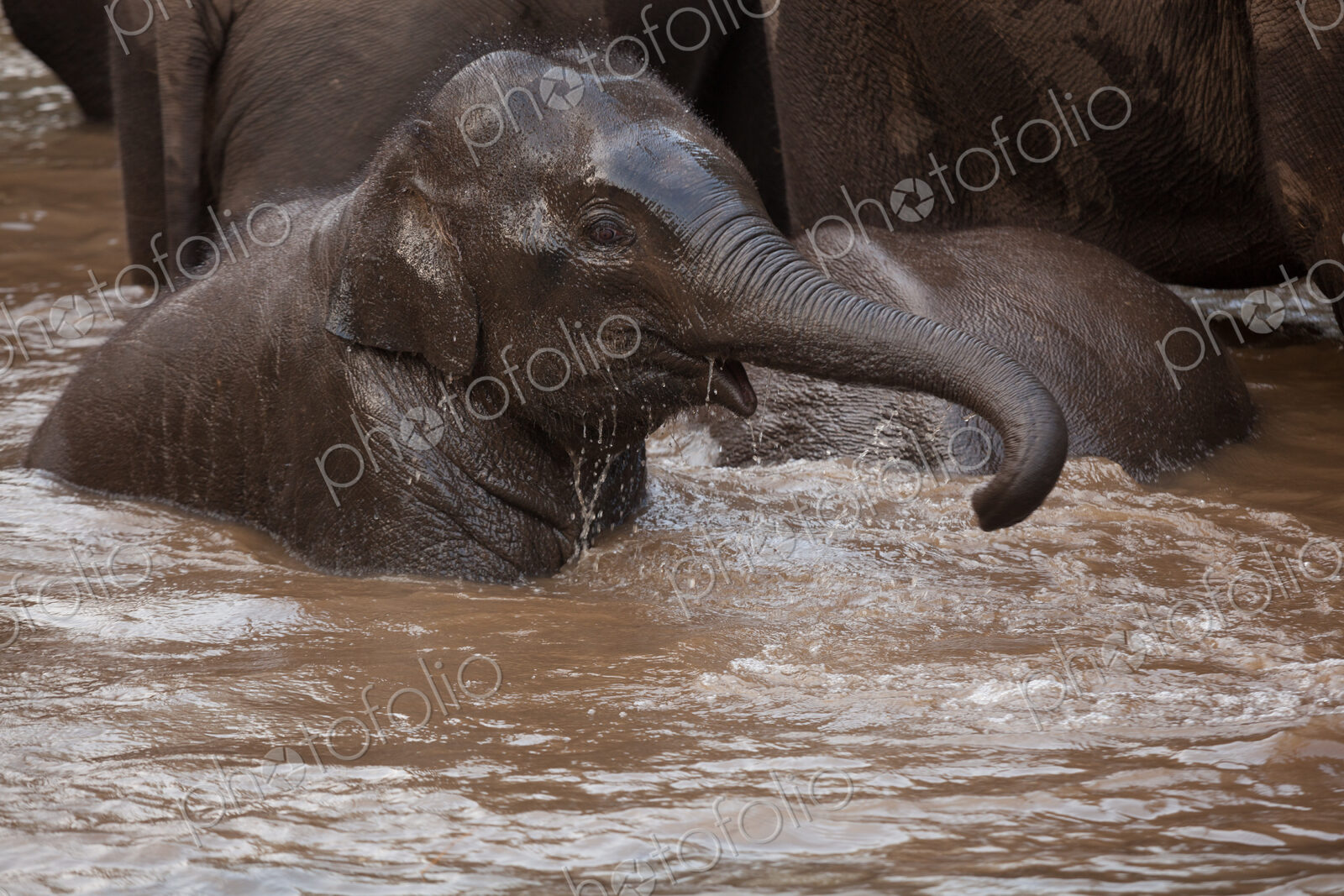 Asian elephants, Bandhavgarh National Park, India