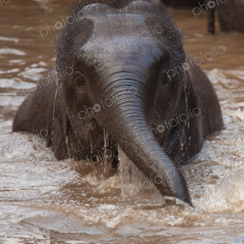 Asian elephants, Bandhavgarh National Park, India
