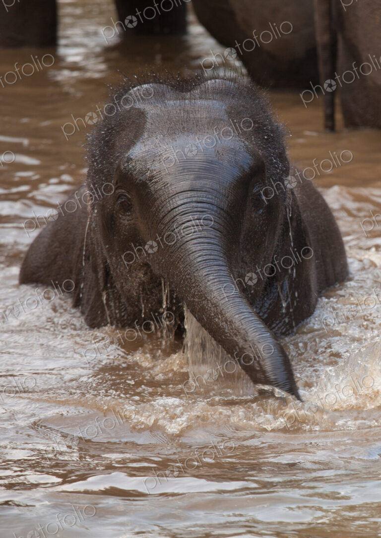 Asian elephants, Bandhavgarh National Park, India