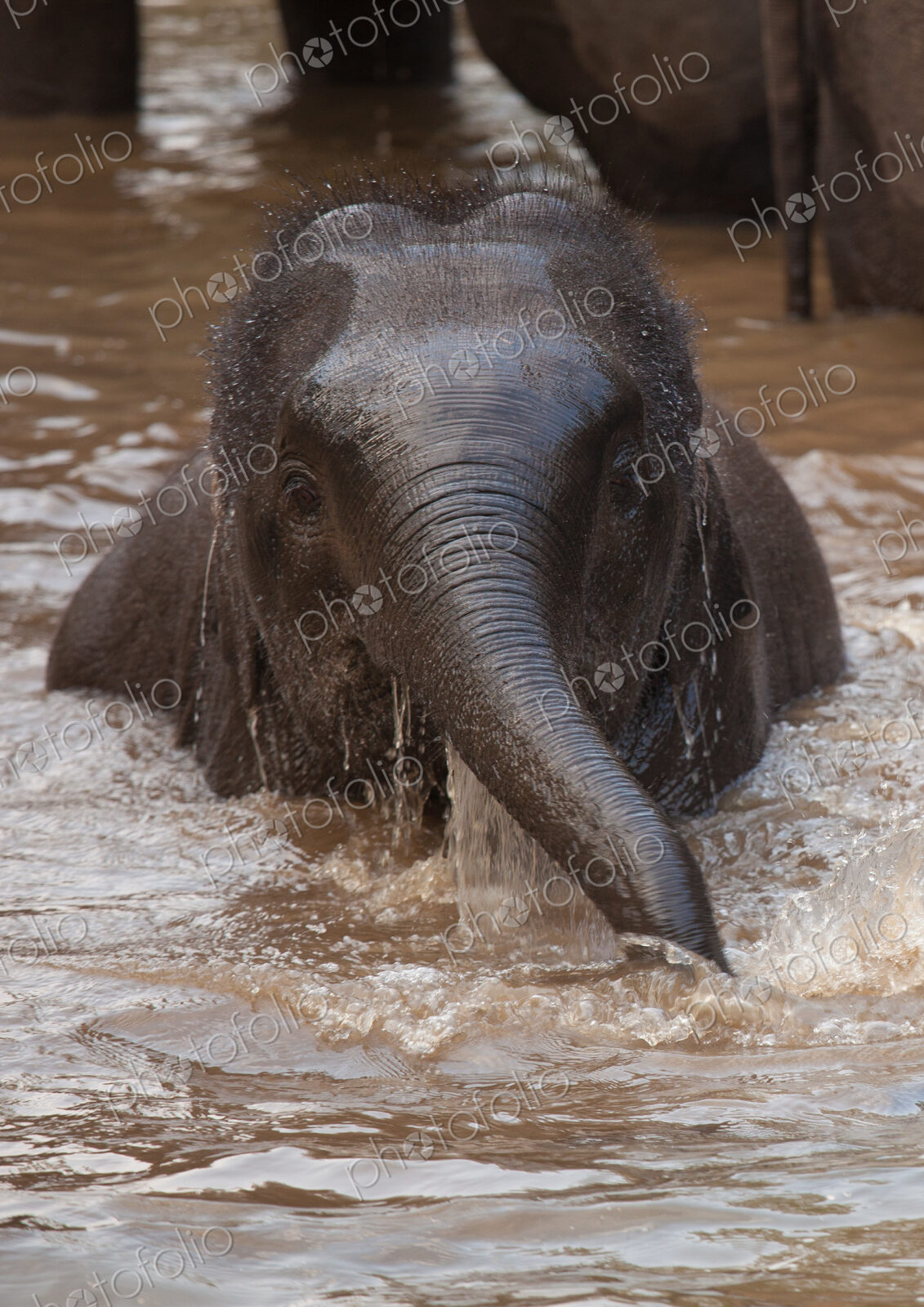 Asian elephants, Bandhavgarh National Park, India