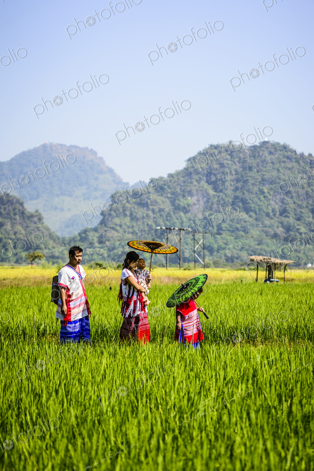 Asian family walking under parasols in rural field