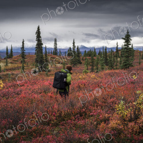 Asian man hiking near trees in landscape Asian man hiking near trees in landscape