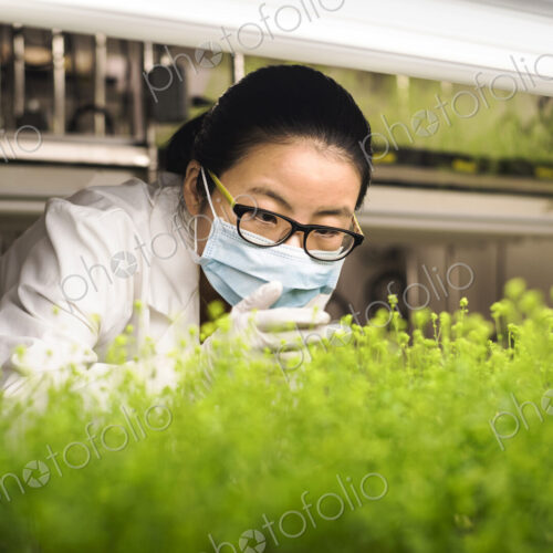Asian scientist examining plants in laboratory