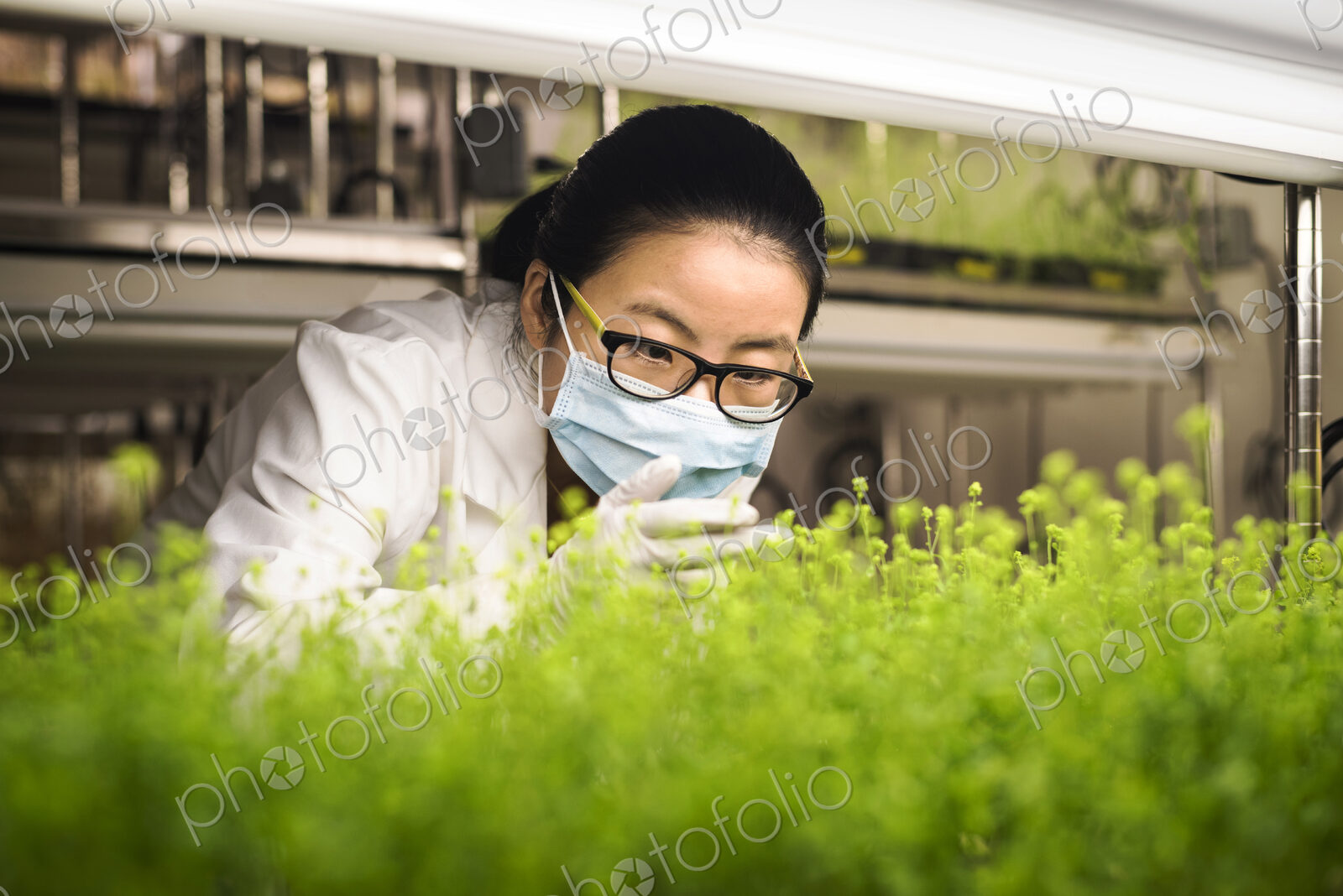 Asian scientist examining plants in laboratory