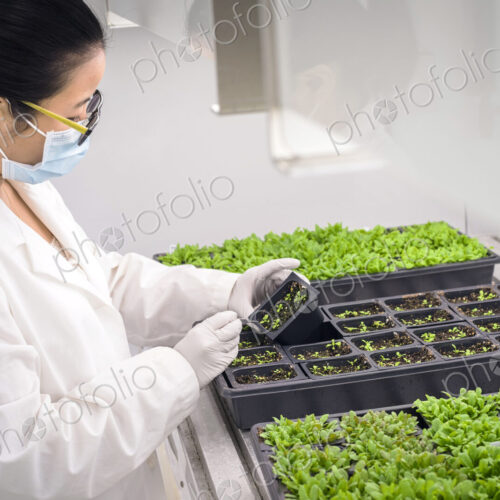 Asian scientist examining plants in laboratory