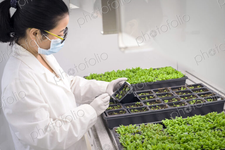 Asian scientist examining plants in laboratory