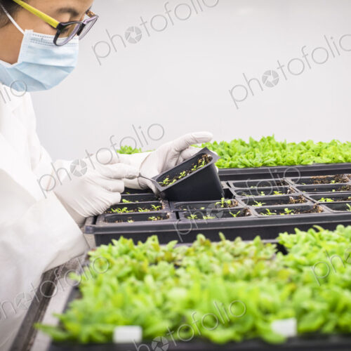 Asian scientist examining plants in laboratory