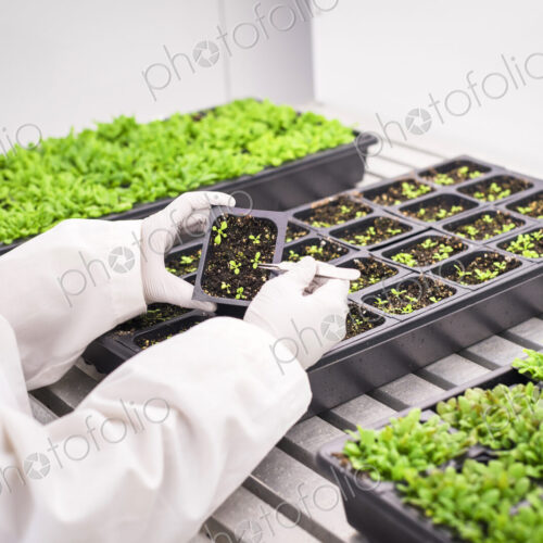 Asian scientist examining plants in laboratory