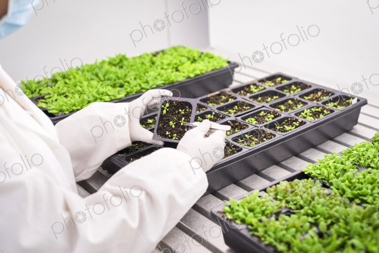 Asian scientist examining plants in laboratory