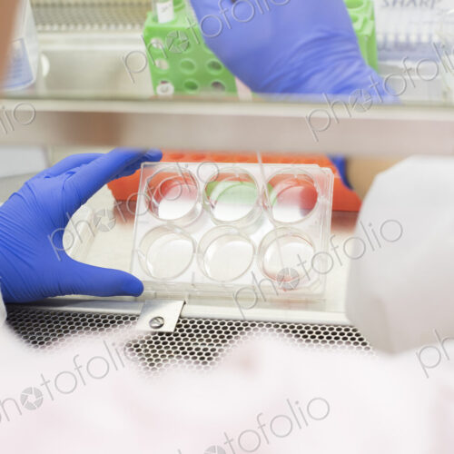Asian scientist using pipette and petri dish Asian scientist using pipette and petri dish