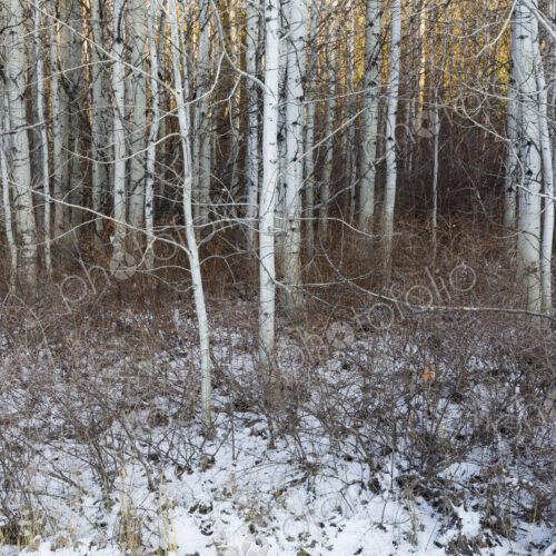 Aspen grove in winter, near Leavenworth, Washington