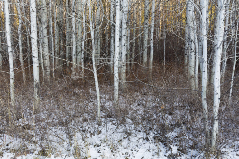 Aspen grove in winter, near Leavenworth, Washington