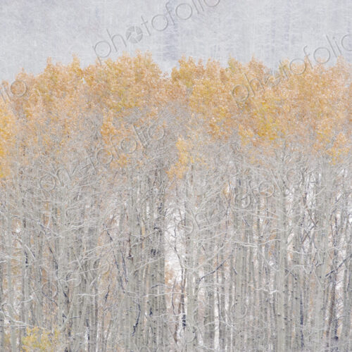 Aspen trees in autumn during snow fall. The Wasatch Mountains in Utah.