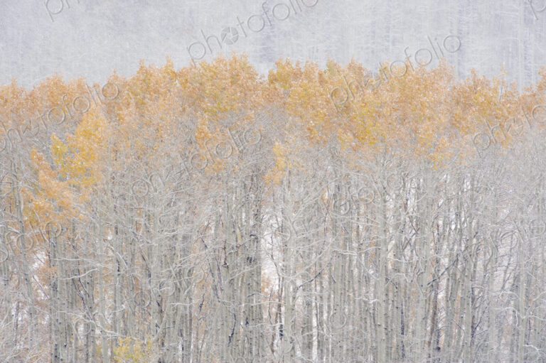 Aspen trees in autumn during snow fall. The Wasatch Mountains in Utah.