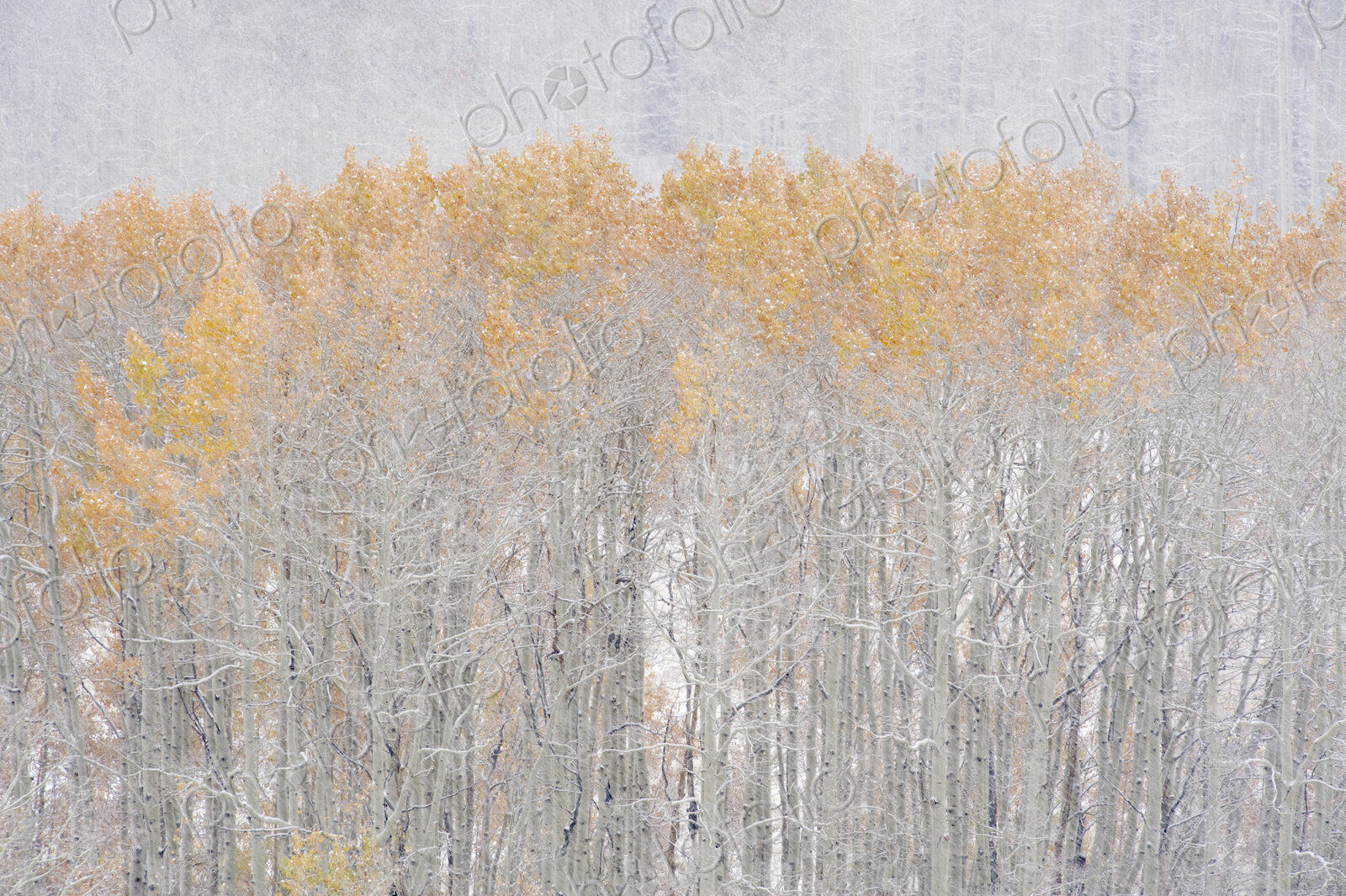 Aspen trees in autumn during snow fall. The Wasatch Mountains in Utah.