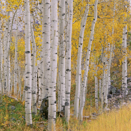 Aspen trees in autumn with white bark and yellow leaves. Yellow grassses of the…