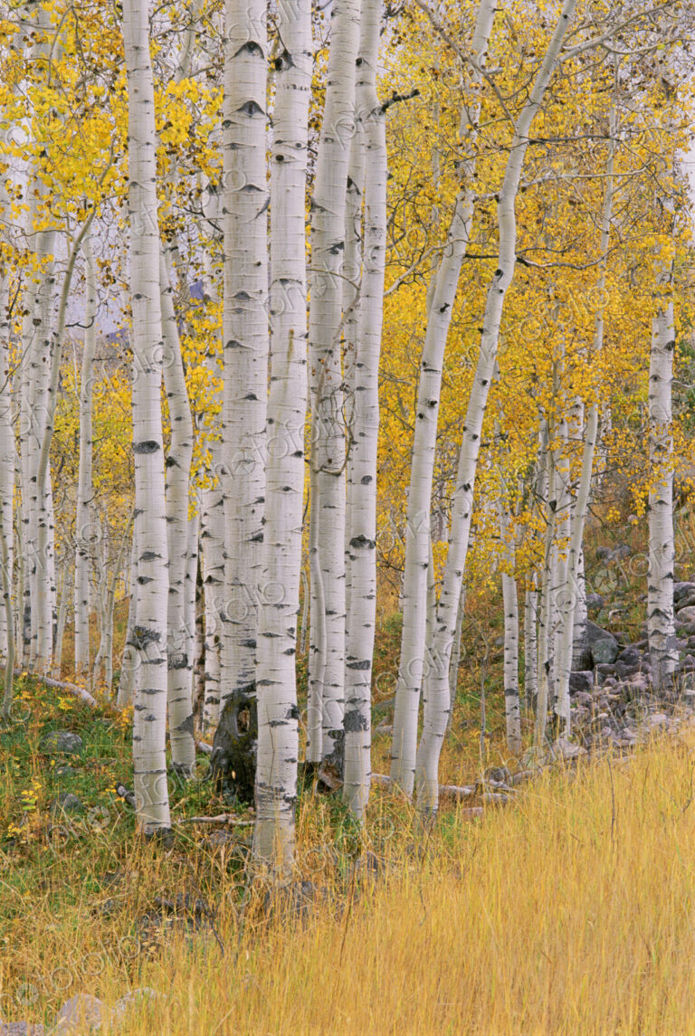 Aspen trees in autumn with white bark and yellow leaves. Yellow grassses of the…