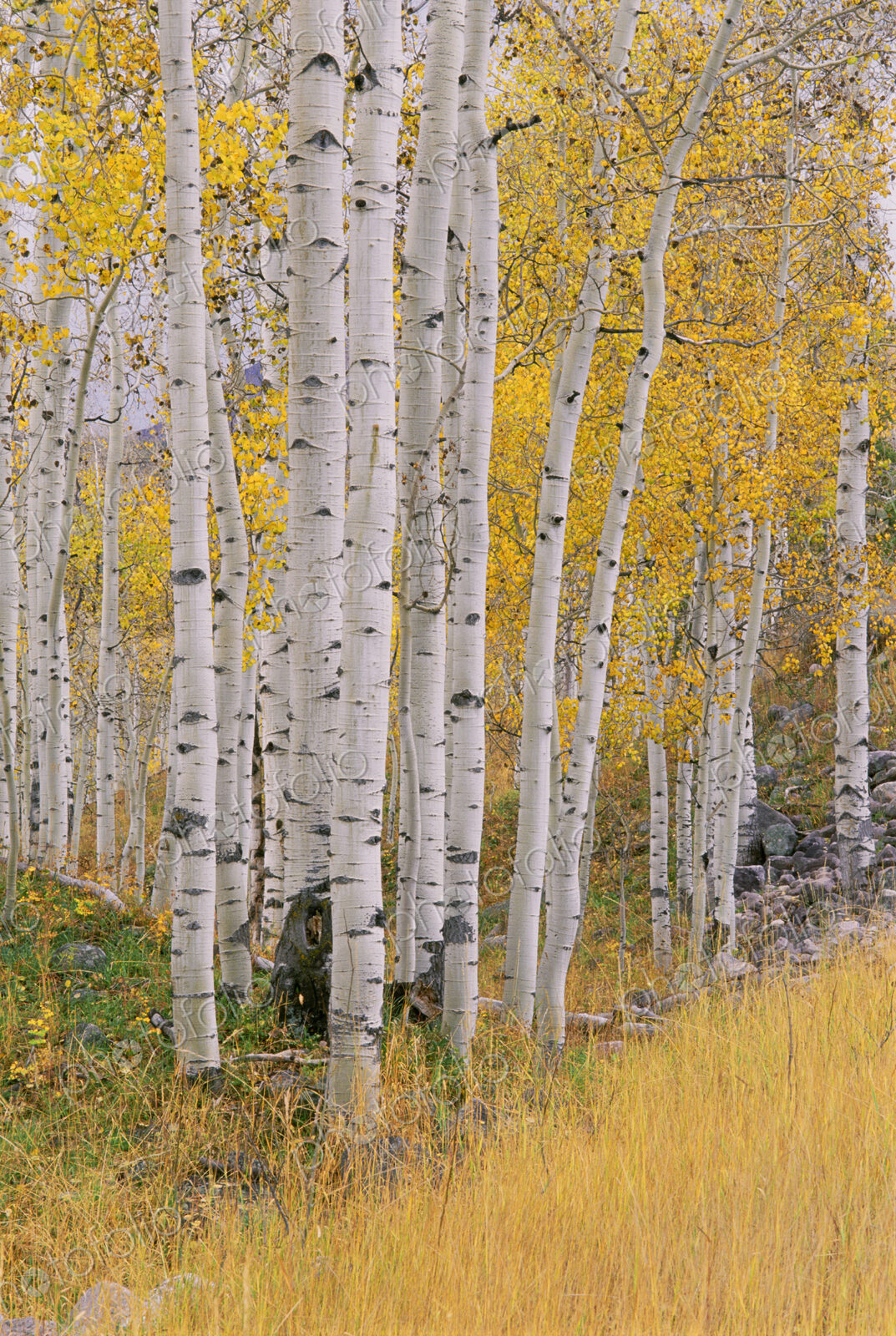 Aspen trees in autumn with white bark and yellow leaves. Yellow grassses of the…