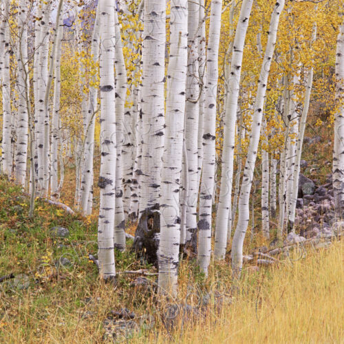 Aspen trees in autumn with white bark and yellow leaves. Yellow grassses of the…