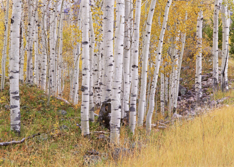 Aspen trees in autumn with white bark and yellow leaves. Yellow grassses of the…
