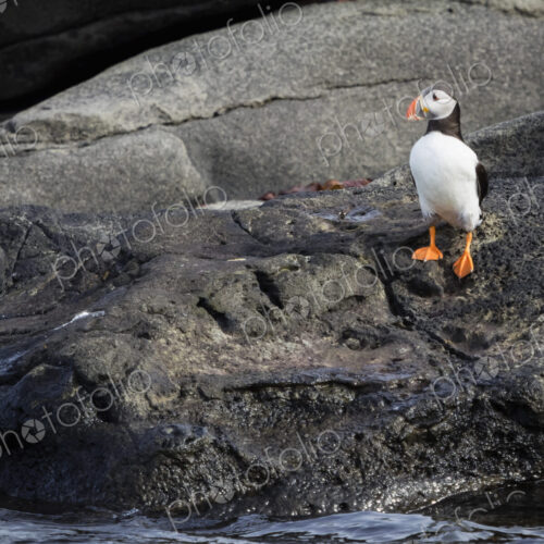 Atlantic Puffin bird on rocks of Akurey island