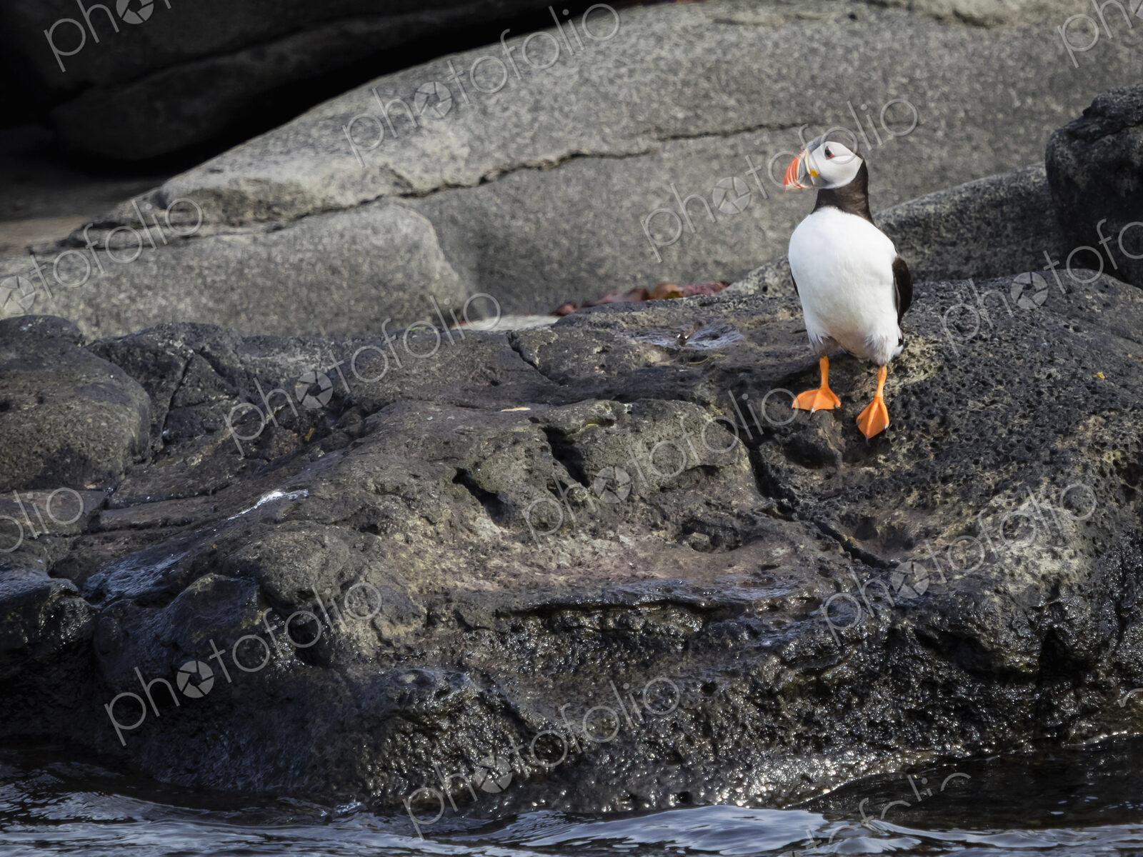 Atlantic Puffin bird on rocks of Akurey island