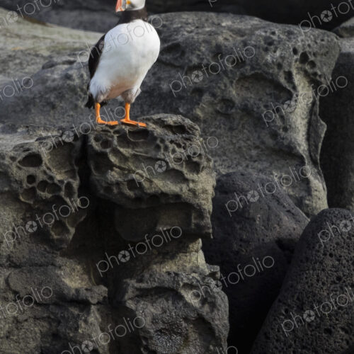 Atlantic Puffin on rocks of Akurey island